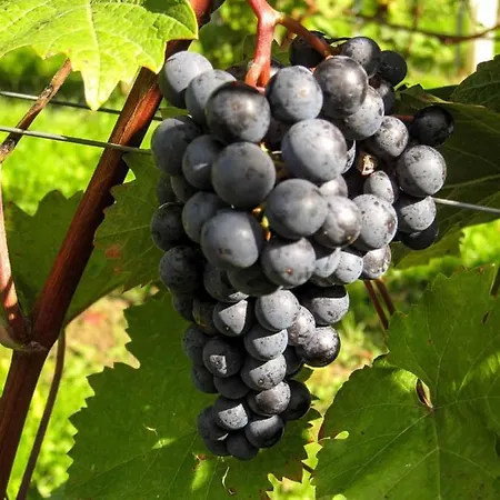 Gaestehaus Bechtloff Apartmán